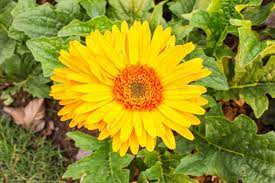 The meaning of the color of roses sensational color. Gerbera Flower Meaning Flower Meaning