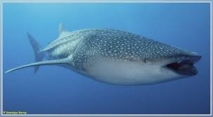 Ce plongeur nage avec un requin baleine magnifique. Le Requin Baleine Eleau Org