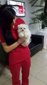 Satilik Pomeranian Boo Yavrulari Satilik Pomeranian Boo Yavrulari Kopek Kopekseverler Kopeksahiplendirme Kopekyavrusu Evcilhayvan Doggy Puppies Dogs