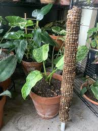 Premium Moss Poles Made With A Pvc Base That Will Not Mold Or Break Down Like Wooden Moss Poles Packed With New Zealand Sphagnum Plants Climbing Plants Moss