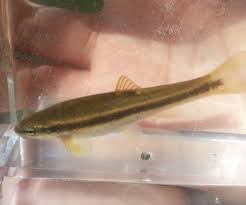 Budget Microfishing Explore Local Fish Fish Pet