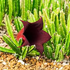 Image result for Stapelia