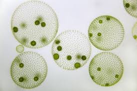 Volvox Carteri Microbewiki
