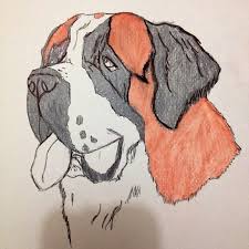 Saint Bernard Sketch Cat And Dog Drawing St Bernard Dogs Dog Drawing