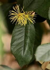 Image result for Trichocladus ellipticus