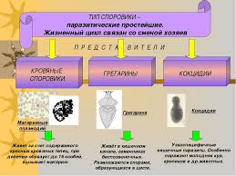 тест по обществознанию человек и закон 7 класс ответы Najti Test Po Obshestvoznaniyu 7 Klass Po Teme Chelovek I Zakon Coafige