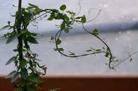 Image result for Ceropegia crassifolia