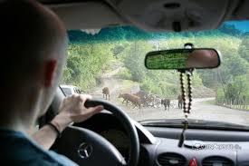 Share your favorites with your friends. How To Buy Or Sell A Car In Georgia Tbilisi Batumi Rustavi