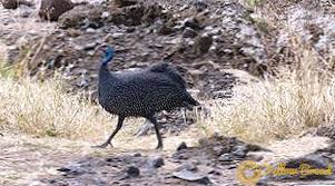 Guinea | last matchesoverall home away. Guinea Fowl Breeds And Their Description Farm