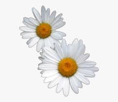 Daisy Png Aesthetic Aesthetic Transparent Daisy Png Free Transparent Clipart Clipartkey