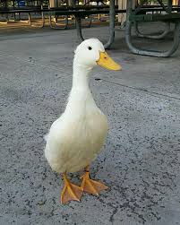 Making Tomorrow S History On Instagram I Was On My Dog Walking Job Yesterday With A Friend When We Saw This Young Dog Walking Jobs Duck Breeds Dog Walking
