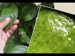 Dia dengan heran menjawab pertanyaan tersebut saya tidak gagal ribuan kali, saya justru berhasil menemuan ribuan cara yang harus dihindari dalam membuat bola. Dust Reliable Discomfort Cara Bikin Cincau Hijau Ifeteradio Net