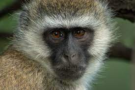 Close Up Of Vervet Monkey Face Watching Camera Vervet Monkey Monkey Monkey Face