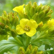 Feeds on insects, snails, grains, seeds and fruits. Yellow Rocket Pictures Flowers Leaves Identification Barbarea Vulgaris