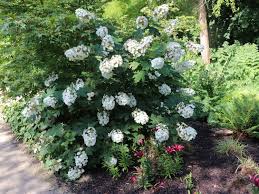 Sie kommt in japan auf den inseln honshū, okinawa und shikoku vor. Eichenblattrige Hortensie Alice Hydrangea Quercifolia Alice Baumschule Horstmann