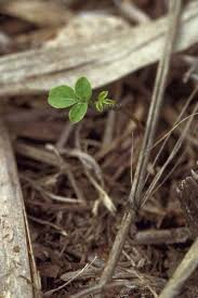 Image result for Teramnus repens