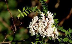 We did not find results for: Acacia Flowers White Color Tree Fragrant Honey Bees Acacia Honey Flowering Spring May Pikist