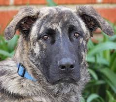 Greenfield puppies has been finding loving homes for puppies for over a decade. German Shepherd Great Dane Mix Great Dane Mix Dane Mix Shepherd Dog Mix