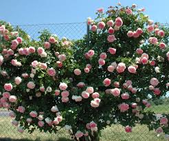 When to fertilize a pierre de ronsard rose tree? Pierre De Ronsard Meiviolin Pepiniere Pepinieriste Roseraie Les Pepinieres De La Guerinais