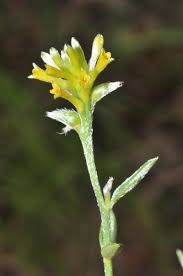 Image result for Thymelaeaceae