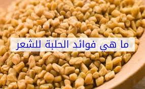 ما هي فوائد الحلبة للشعر موسوعة
