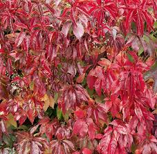 Image result for Parthenocissus quinquefolia