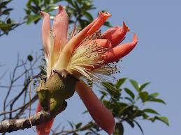 Image result for Bombax