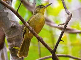 Image result for Salacia madagascariensis