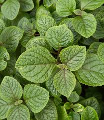 Image result for Plectranthus elegans