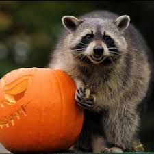 Get contact details and address of pest control services, termite control, pest control solutions firms and companies. Pest Control In Farmingdale Yelp