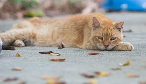 A feral cat is a descendant of a domesticated cat that has returned to the wild. The Trouble With Cats Honolulu Civil Beat
