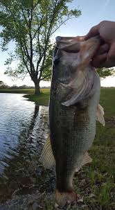 Blue catfish are abundant and can be caught with fresh shad. Lake Tobesofkee Wednesday Night Fishing Tournament Posts Facebook