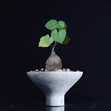 Image result for Kedrostis leloja