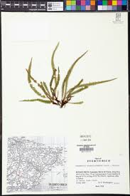 Image result for Grammitis cryptophlebia