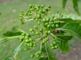 Image result for Rauvolfia vomitoria