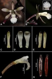 Image result for Habenaria arianae