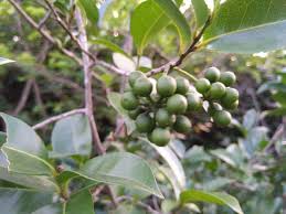 Image result for Huberantha