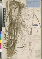 Image result for Panicum pansum