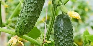Maybe you would like to learn more about one of these? How To Grow Cucumbers Vertically In Your Garden