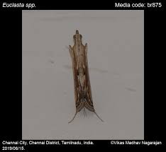 Image result for Euclasta