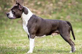 Upon their arrival, their name began to change from the staffordshire bull terrier to the pit terrier, pitbull terrier, american bull terrier, yankee terrier and of course the american staffordshire terrier. American Staffordshire Terrier Dog Breed Information