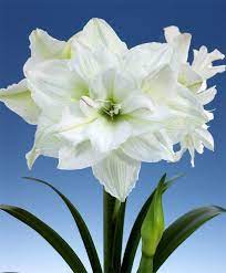 Amaryllis White Nymph Royal Dutch Hybrid Double Amaryllis Amaryllis Flower Bulbs Index Amaryllis Flowers Bulb Flowers Beautiful Flowers