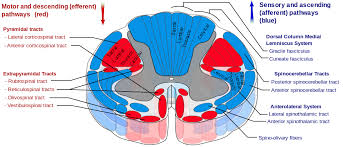 Spinal Cord Tracts English Dorsal Spinocerebellar Tract