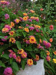 Giles palmer, curator of plants and gardens at paignton zoo, said: 14 Plants That Stink Hgtv