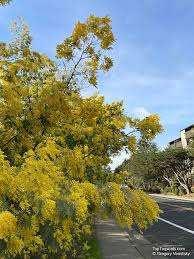 Image result for Acacia dealbata