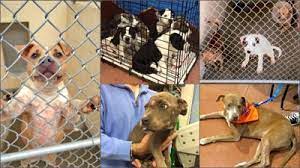 This place takes all of the unwanted, dumped, abused animals that our population won't take care of. Partnerships Are Crucial To Saving Dogs At Maricopa County Shelter Cronkite News Azfamily Com