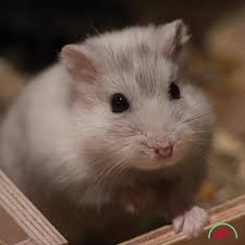 Many major pet brands are available for your pet needs. Pet World Uae Home Facebook