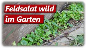Feldsalat Anbauen Permakultur Erfolgreich Youtube