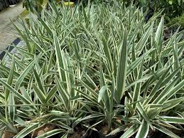 Image result for Dianella