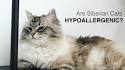 Willow Springs: Hypo Allergenic Siberian Cats and Siberian ...